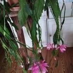 Disocactus phyllanthoides Kukka