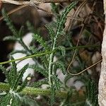 Crupina crupinastrum Leaf