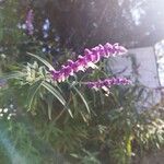 Salvia leucantha Flower