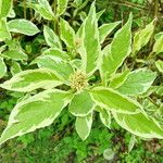 Cornus alba Leaf