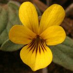 Viola purpurea Floare