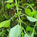 Pilea pumilaFloro