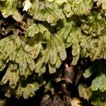 Hymenophyllum neocaledonicum Froito