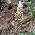 Enneapogon cenchroides Flower