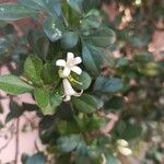 Murraya paniculata 花