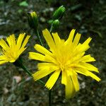 Hieracium glaucinum 花