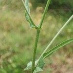 Crepis micrantha পাতা