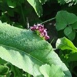 Fedia cornucopiae Лист