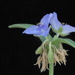 Tradescantia reverchonii Flower