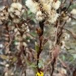 Solidago virgaurea Habitus