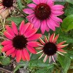 Echinacea purpureaКвітка