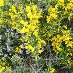 Cytisus galianoi Fula