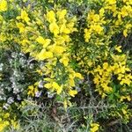 Cytisus galianoi Fleur