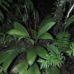 Geonoma macrostachys Хабит