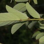 Indigofera hirsuta Blatt