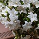 Campanula fragilis Floare