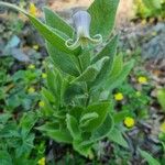 Clematis fremontii Yaprak