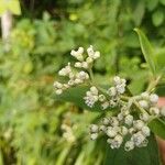 Clibadium surinamense Flower