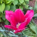 Tulipa agenensisFlower