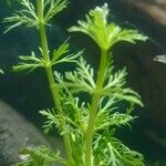 Limnophila sessiliflora Levél