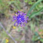 Muscari comosum Flower