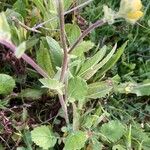 Brassica fruticulosa Hoja