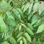 Ailanthus altissima List
