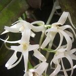 Cyrtorchis chailluana Flower