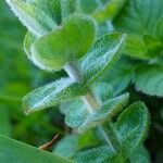 Hypericum elodes Feuille