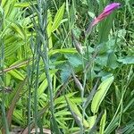 Gladiolus communis Flower
