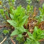 Lythrum hyssopifolia Leaf