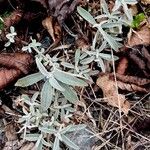 Buddleja albiflora ᱛᱟᱦᱮᱸ