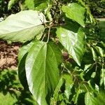 Hovenia dulcis Frunză
