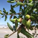 Quercus agrifolia Fruit