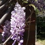 Wisteria floribundaFlors