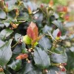 Ilex meserveae Blatt