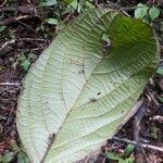 Cordia sprucei Leaf