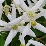 Clematis terniflora फूल