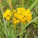 Senecio hydrophilus Flower