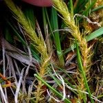 Selaginella selaginoides Folha