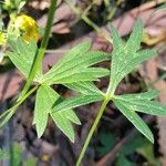 Ranunculus californicus Levél