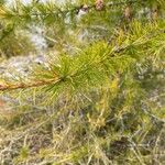 Larix occidentalis Hoja