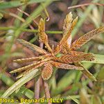 Cyperus flavescens Fruit