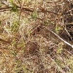 Mimosa aculeaticarpa Corteza