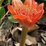 Haemanthus coccineus Květ