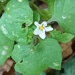 Solanum villosum Flower