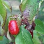 Cornus masFruchs