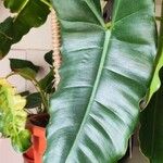 Philodendron burle-marxii Levél