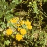 Chrysopsis mariana Flower