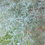 Cupressus arizonica Φύλλο